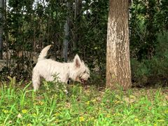 -爪吧宠物乐园 (温榆河示范区店)