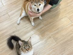 -李小姐の猫咖啡馆(五角场店)