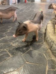 -Zoolung Zoolung动物主题公园(海信广场店)