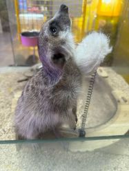 -神奇动物撸宠馆·羊驼·小浣熊·异宠(豫园店)