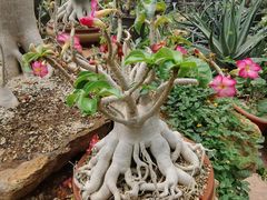 -国家植物园南园