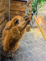 -Zoolung Zoolung动物主题公园(海信广场店)