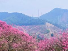-新建村梅花