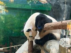 -灵玲国际马戏城