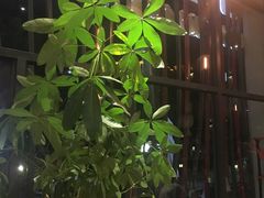 -彼芝奇比萨(红坊店)