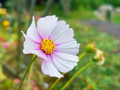 -新虹桥中心花园