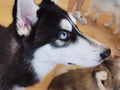 -Let's go狗咖·猫咖·奶狗·桌游(春熙路IFS店)