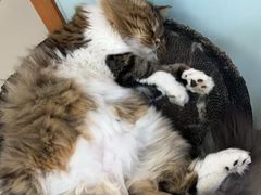 -宠福鑫动物医院(城北分院)