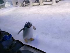 -芜湖新华联大白鲸海洋公园