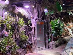 -正佳雨林生态植物园