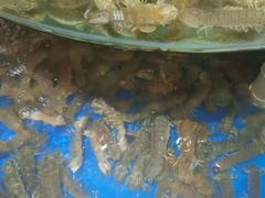 -蓝珊甄选海鲜自助·火锅大排档(近阿那亚店)