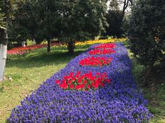 -上海鲜花港