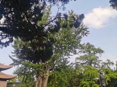 -苏州文庙(姑苏区)