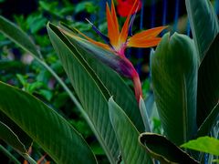 -国家植物园南园