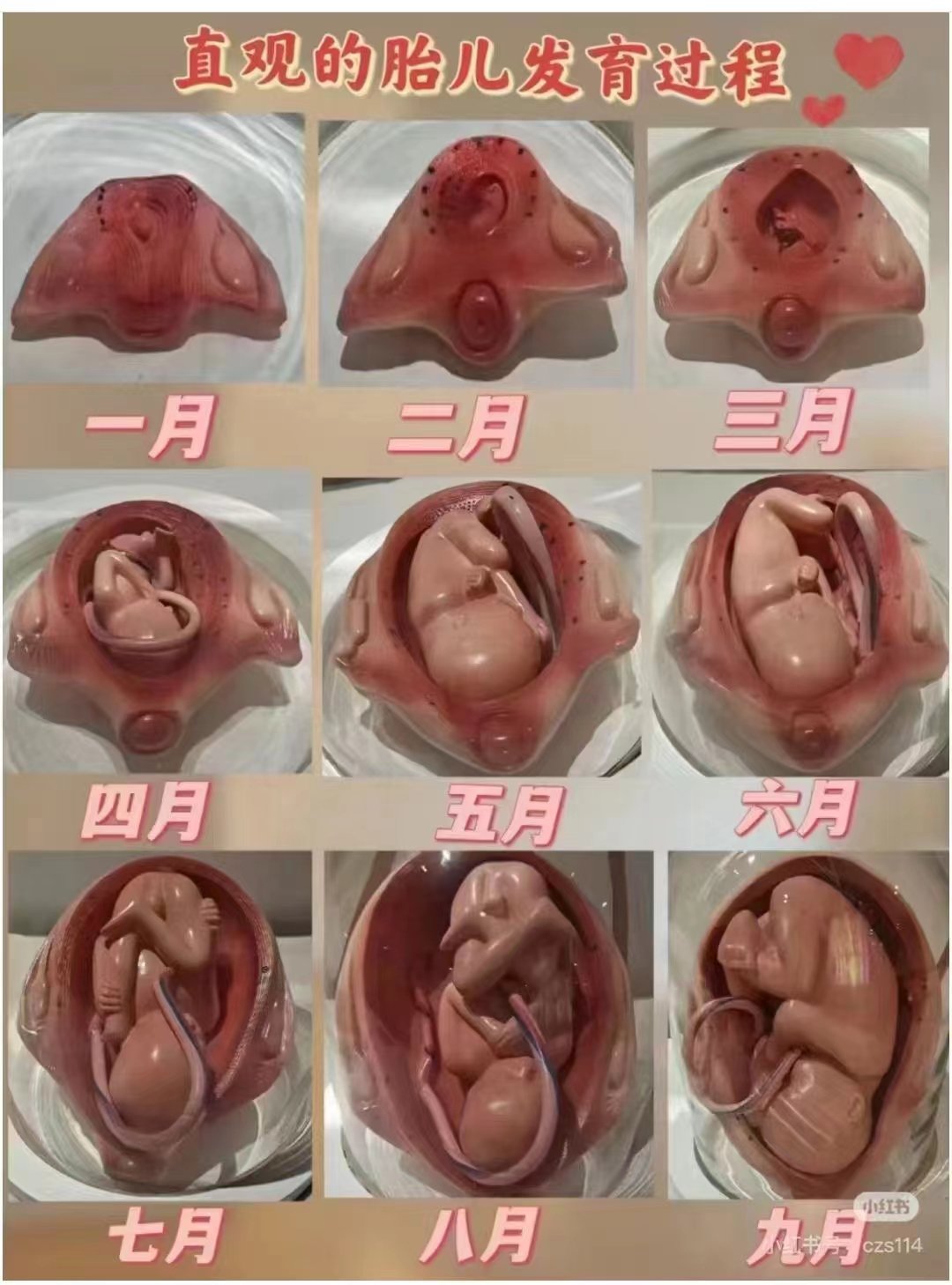 直观小宝宝的发育1月至9个月
​母爱