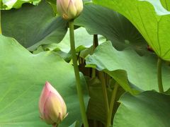 -四川大学(华西校区)