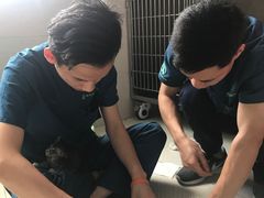 -东莞宠友24H宠物中心医院·转诊夜诊·异宠(新河北路院)