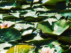 -洋湖国家湿地公园