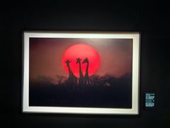 -罗红摄影艺术馆