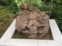 -广州神农草堂中医药博物馆