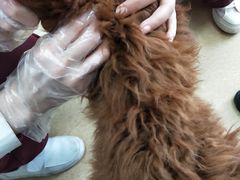 -瑞派·关忠动物医院·猫专科·犬专科(三环新城店)