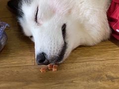 -Husky Go! 哈士奇体验馆·宠物咖啡厅狗咖