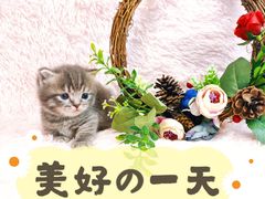 -十年猫舍·猫咪专门店(普陀店)