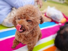 -春花秋色城市公园