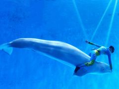 -芜湖新华联大白鲸海洋公园