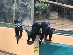 -清迈夜间动物园