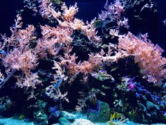 -西雅图水族馆