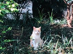 -翠华餐厅(湾仔店)