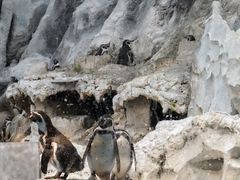 -帝企鹅自助餐厅•儿童岛•真企鹅(长隆企鹅酒店)