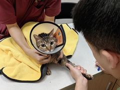 -瑞鹏宠物医院·骨科·猫科·内科(第一中心)