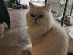 -喵屿·大理花园猫咖