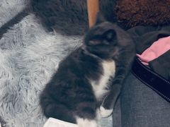 -叮叮猫咪生活馆