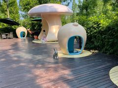 -黄海国家森林公园