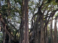 -瑞丽独树成林风景区