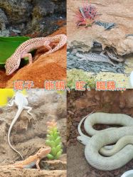 点击看大图 -神奇动物撸宠馆·羊驼·小浣熊·异宠(豫园店)