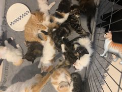 -平行世界·猫咖(首经贸店)