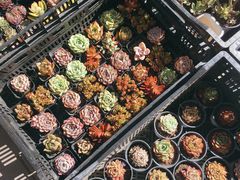 -宝鸡东道花鸟鱼虫市场(吉利花园商场店)