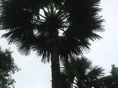 -西双版纳原始森林公园