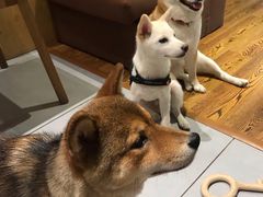 -柴务处·柴犬主题狗咖