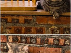 -豆逗聊愈猫阁Easy Life