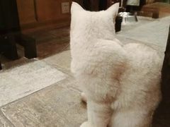 -猫咪博物馆(顶澳仔猫街店)