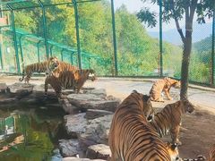 -栾川竹海野生动物园