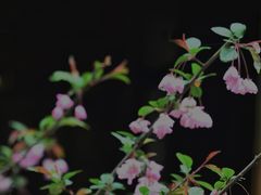 -慧因高丽寺