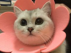 -伟伟宠物医院·瑞派猫友好医院·猫科(光谷店)
