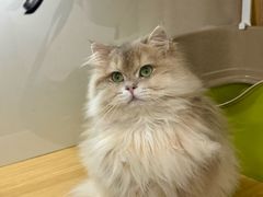 -青奢宠物·青奢猫舍