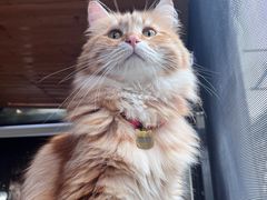-MOCHA明星猫咖(田子坊店)